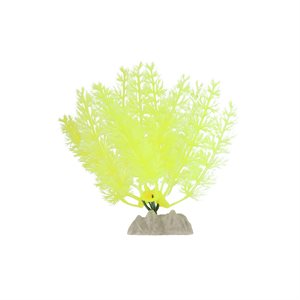 Spectrum Plante « GloFish » Petite Jaune
