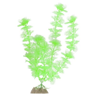 Spectrum Plante « GloFish » Grande Vert