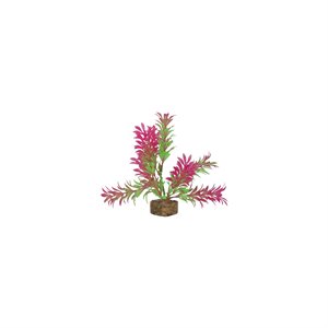 Spectrum Plante « GloFish » Petite Vert Rose