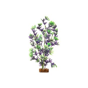 Spectrum Plante « GloFish » Grande Violet Vert